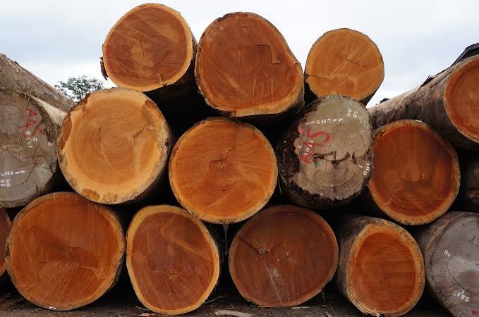 African Round Log Species