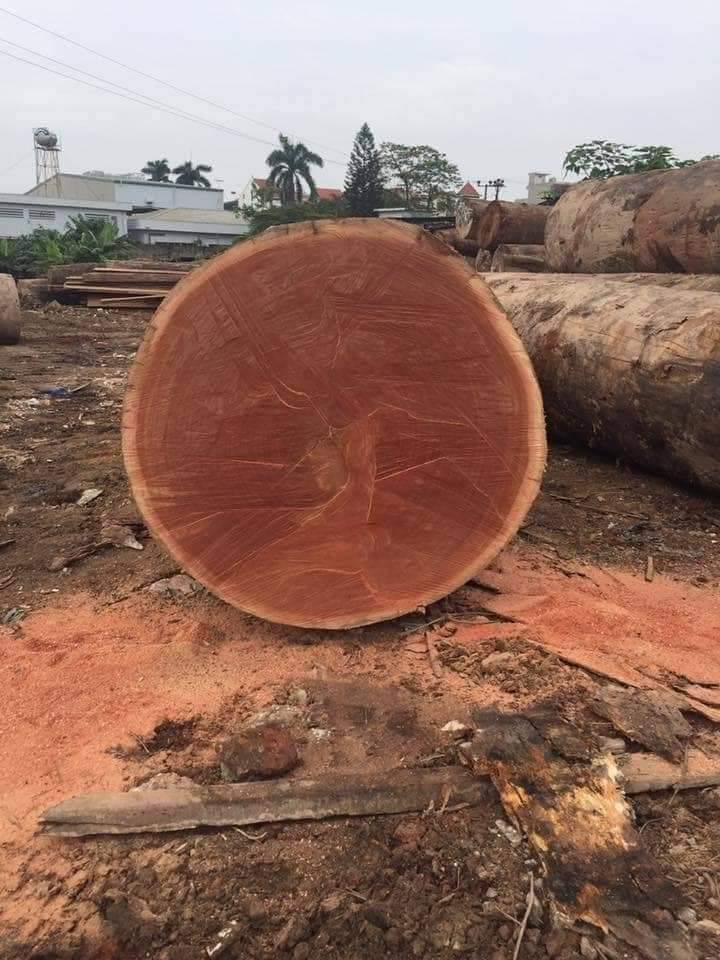 Sapele Wood - Image 4