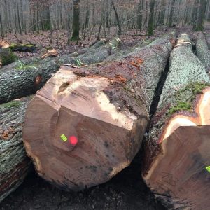 Oak Wood