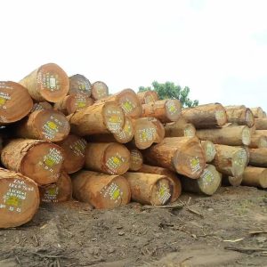 Azobe Wood