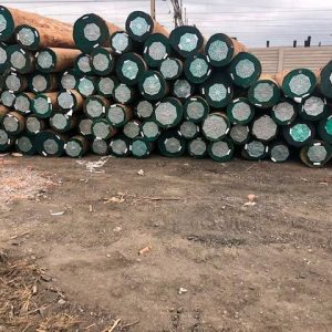 Eucalyptus Wood