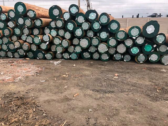 Eucalyptus Wood