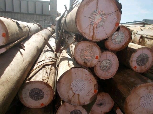Eucalyptus Wood - Image 2