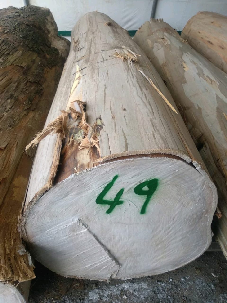 Eucalyptus Wood - Image 3