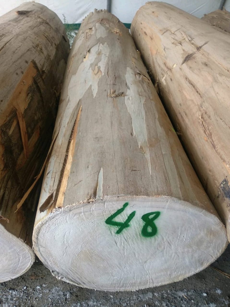 Eucalyptus Wood - Image 4