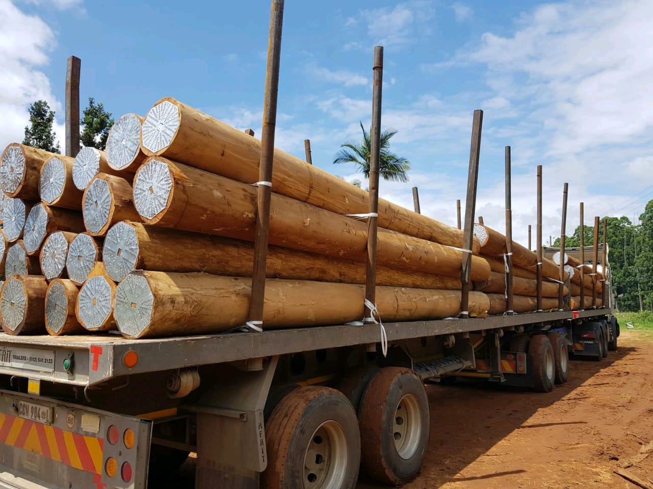 Eucalyptus Wood - Image 5
