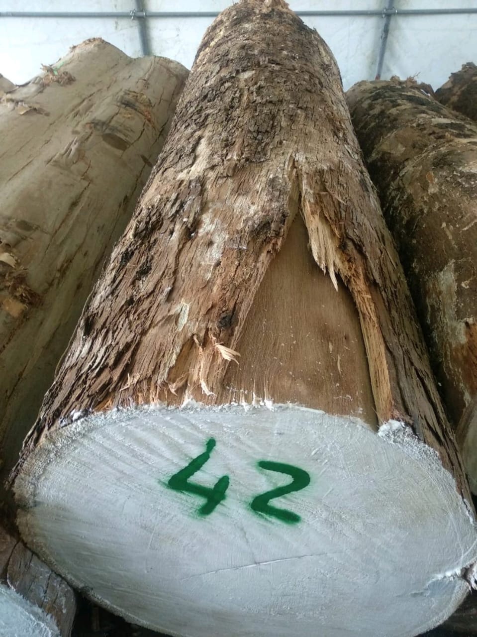 Eucalyptus Wood - Image 6