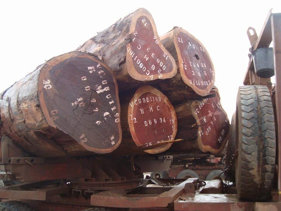 Padouk Wood