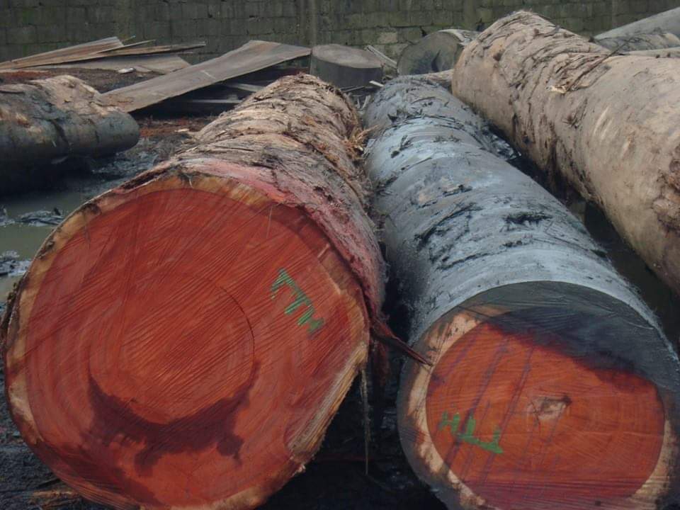 Padouk Wood - Image 7