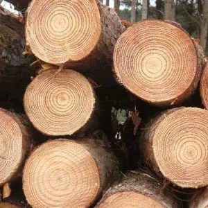 Pine Wood