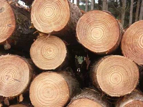 Pine Wood