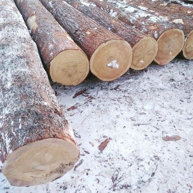 Pine Wood - Image 2
