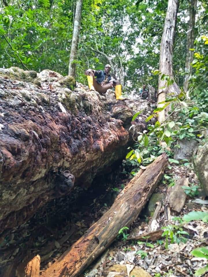 Bubinga Wood - Image 3