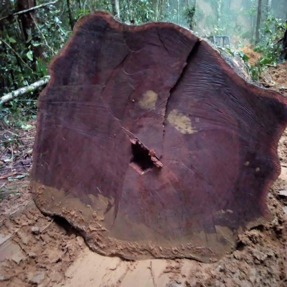 Bubinga Wood - Image 2