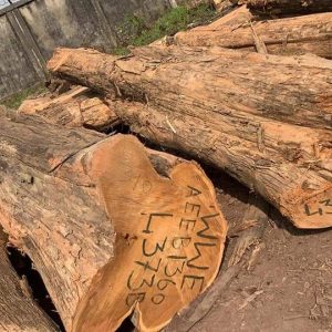 Teak Wood